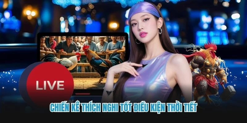 Chiến kê thích nghi tốt điều kiện thời tiết